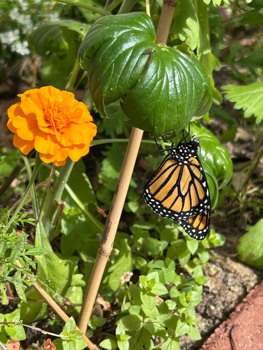 In positive news: 4 monarchs hatched in my garden this morning! 

The western monarch population has declined by 99% since the 1980s and just 9,119 butterflies were counted last winter, so this is very exciting!