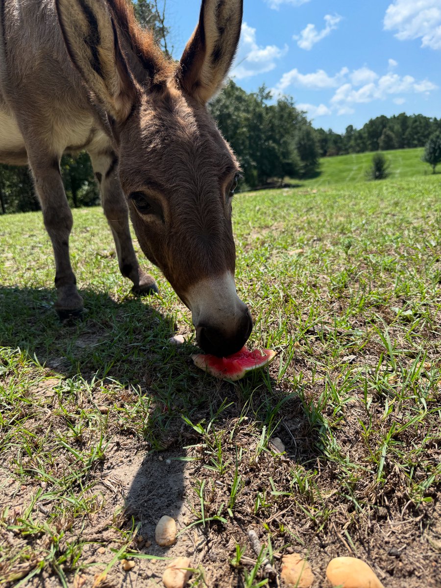 Perfect day for some watermelon 🍉