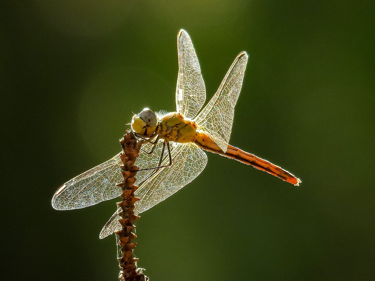 WinfieldF1's tweet image. ANISOPTERA
#dragonfly