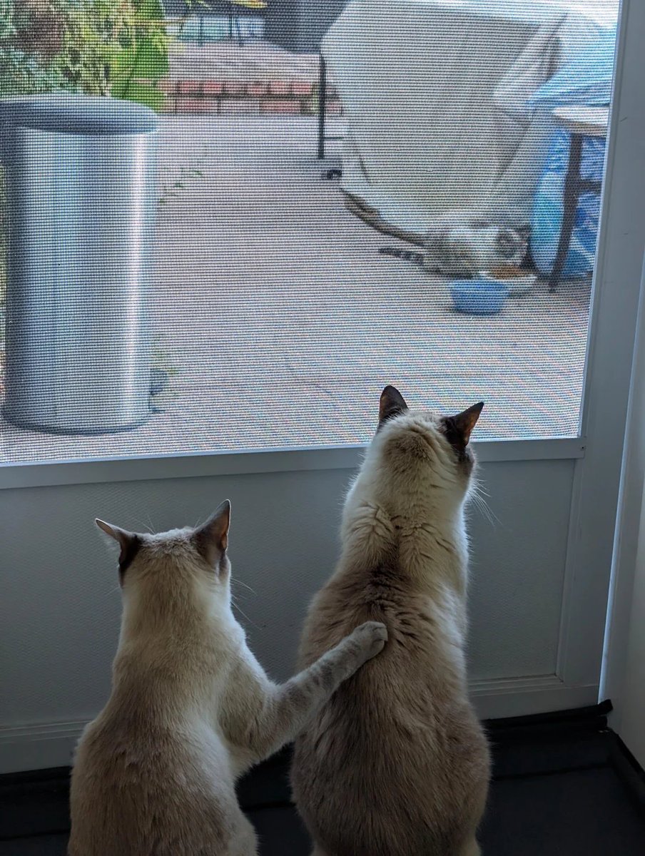 apedotstore's tweet photo. me watching someone sell at 10x my exit because i was being a little bitch and sold early. https://t.co/ZyQEx4jswD