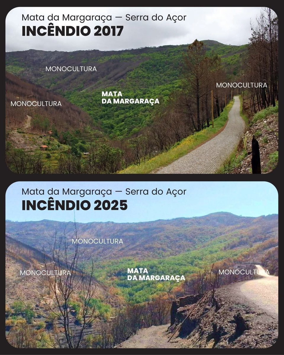 Pedro Pereira (@pedralexpereira) on Twitter photo 