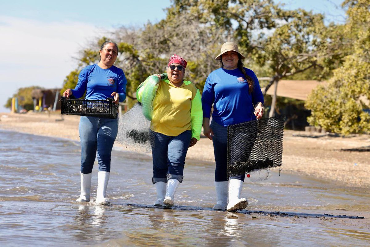 Las mujeres son clave en la pesca y acuacultura de Sinaloa🙋‍♀️🎣🦪🌊. Su trabajo sostiene comunidades, impulsa la economía y fortalece el tejido social en nuestras zonas pesqueras. #EnSinaloaLasMujeresTambiénPescan 💜