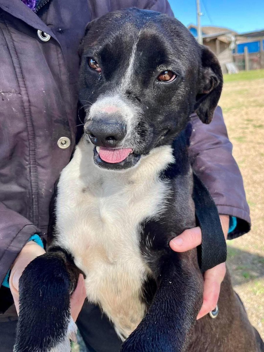 ¡Dominico busca un hogar para siempre! 🧡
Hace más de un año y medio que nuestro dulce Dominico está en el refugio, esperando pacientemente por su familia ideal. 🥺
Si te enamoraste y estás listo para abrirle las puertas de tu corazón, escribinos a adoptantesdelcampito@gmail.com