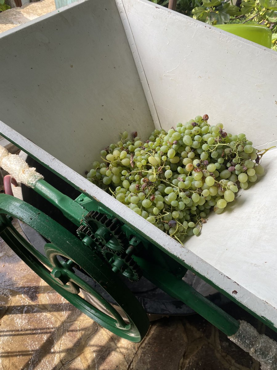 LucianoTroiano's tweet photo. Bacco quest’anno è stato assai generoso. Vendemmia del trebbiano nelle vigne di famiglia. Celebriamo con il sacro tirso e il kantharos! Vinum animi speculum @GAngrilli @ilrisolutoreIT @boni_castellane https://t.co/rkNj4UolOR