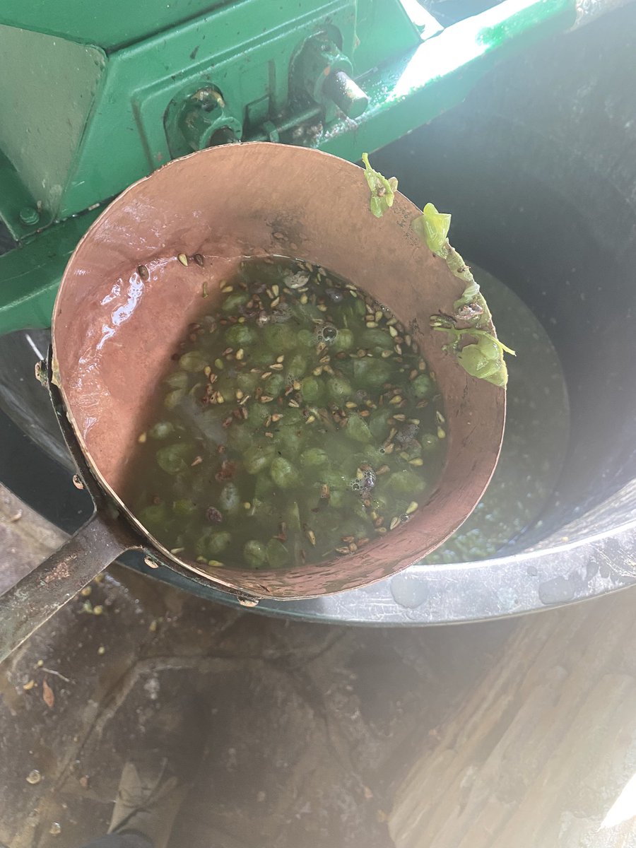 LucianoTroiano's tweet photo. Bacco quest’anno è stato assai generoso. Vendemmia del trebbiano nelle vigne di famiglia. Celebriamo con il sacro tirso e il kantharos! Vinum animi speculum @GAngrilli @ilrisolutoreIT @boni_castellane https://t.co/rkNj4UolOR