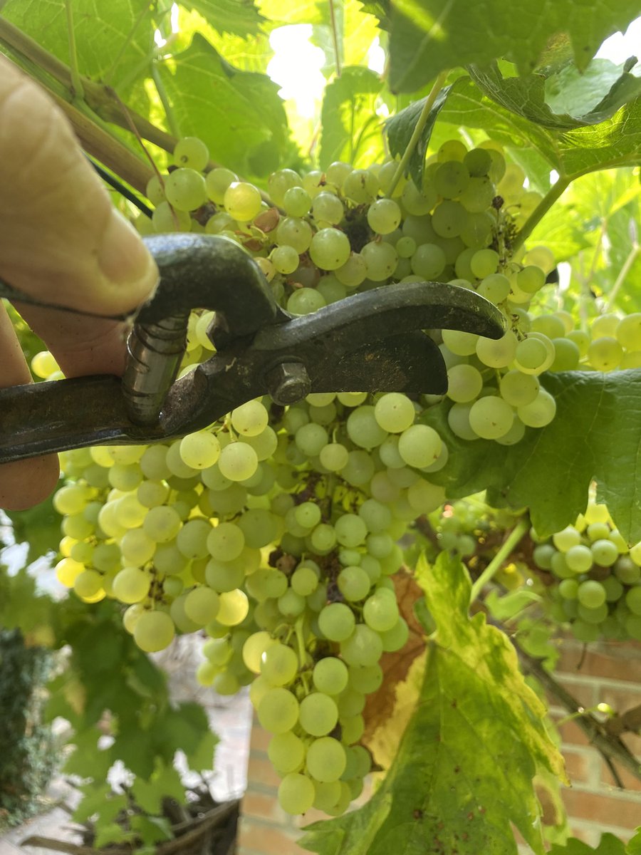 LucianoTroiano's tweet photo. Bacco quest’anno è stato assai generoso. Vendemmia del trebbiano nelle vigne di famiglia. Celebriamo con il sacro tirso e il kantharos! Vinum animi speculum @GAngrilli @ilrisolutoreIT @boni_castellane https://t.co/rkNj4UolOR