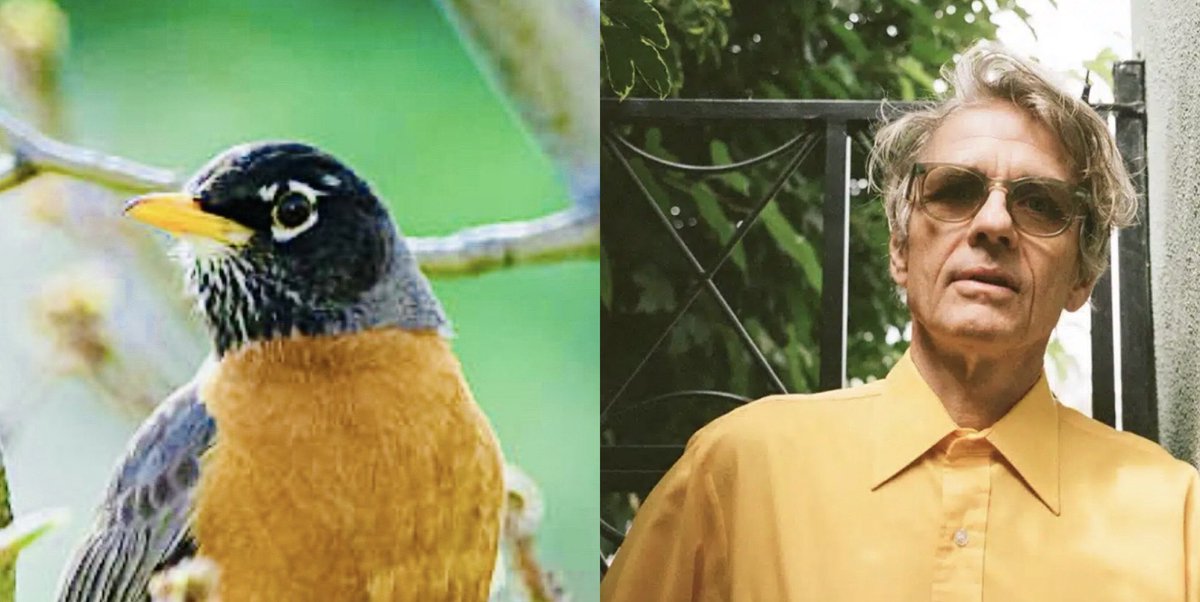 Ornithological Dopplegänging (@doppleganging) on Twitter photo Dopplegangers: the American Robin scorching its breast as it carried the last flame saving humanity from the winter snow & <a href="/WarehamDean/">Dean Wareham</a> of Galaxie 500 who gifted us Snowstorm on the masterly On Fire album. With <a href="/SeaPowerBand/">Sea Power</a> <a href="/Krankenhausfest/">Krankenhaus Festival - a magical micro-festival</a> this Friday. Beyond excited 🔥🔥🔥🔥 Dopplegangers: the American Robin scorching its breast as it carried the last flame saving humanity from the winter snow & <a href="/WarehamDean/">Dean Wareham</a> of Galaxie 500 who gifted us Snowstorm on the masterly On Fire album. With <a href="/SeaPowerBand/">Sea Power</a> <a href="/Krankenhausfest/">Krankenhaus Festival - a magical micro-festival</a> this Friday. Beyond excited 🔥🔥🔥🔥