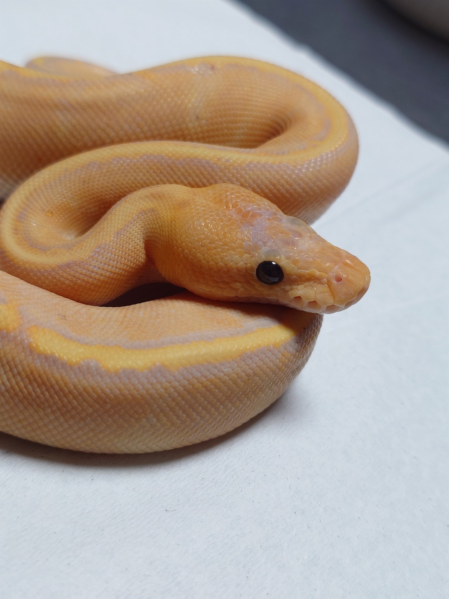 ヘビ関東ページ ボールニシキヘビ|アフリカの熱帯雨林|動物紹介 よこはま動物園