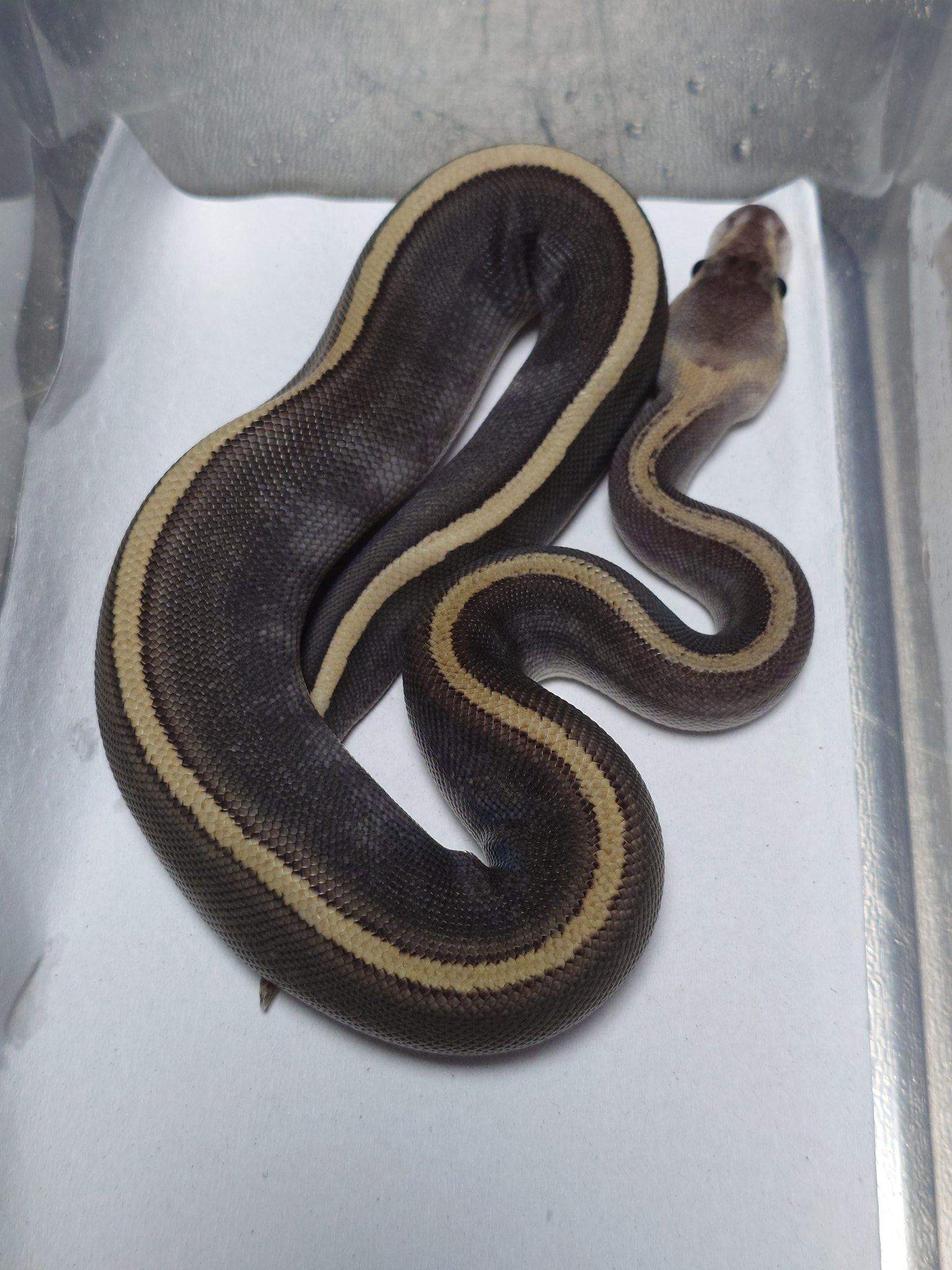 ヘビ関東ページ ヘビ 販売一覧 | Reptile cafe Vespa | 爬虫類カフェ