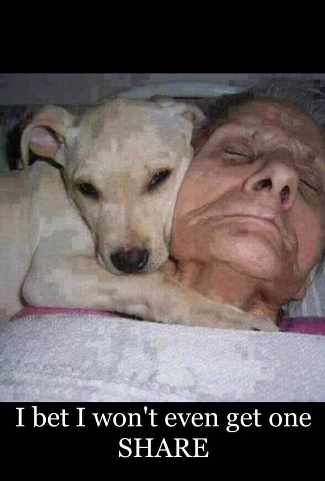 Pawzazzle's tweet image. The 70-year-old Francis Romero was in a coma in the hospital. His dog was allowed to stay with him, did not break away day and night. After a month Francis woke up from the coma with the words:
“Where is the white angel who constantly whispered that everything would be all…