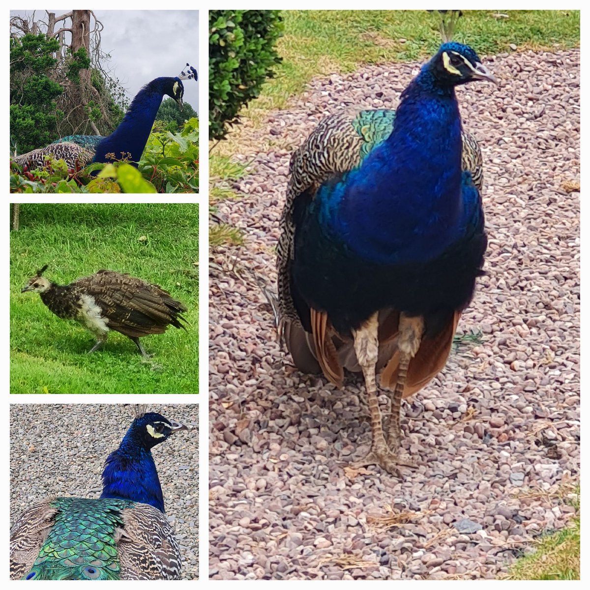 GlassboyBob (@glassboybob) on Twitter photo A nice trip out to <a href="/JudyCorbett/">Gwydir Castle</a> in North Wales today 😍 <a href="/CaboWabo34/">Jenny (The RedRocker)</a> <a href="/Creative_Trish/">Trish Morgan</a> <a href="/angelalovesbvb4/">Angela (アンジェラ)</a> <a href="/Relycat16/">Rely</a> <a href="/DavidCallender/">David C</a> <a href="/TheBear147801/">JJ</a> <a href="/ITHERETWEETER1/">theretweeter</a> <a href="/AmyDee25023764/">🎶✌️Amy Dee 🇨🇦💙</a> A nice trip out to <a href="/JudyCorbett/">Gwydir Castle</a> in North Wales today 😍 <a href="/CaboWabo34/">Jenny (The RedRocker)</a> <a href="/Creative_Trish/">Trish Morgan</a> <a href="/angelalovesbvb4/">Angela (アンジェラ)</a> <a href="/Relycat16/">Rely</a> <a href="/DavidCallender/">David C</a> <a href="/TheBear147801/">JJ</a> <a href="/ITHERETWEETER1/">theretweeter</a> <a href="/AmyDee25023764/">🎶✌️Amy Dee 🇨🇦💙</a>