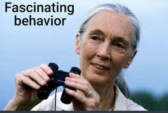 <a href="/atensnut/">Juanita Broaddrick</a> Jane Goodall is setting up a couple of dozen vans to patrol the streets in furtherance of her primate research.