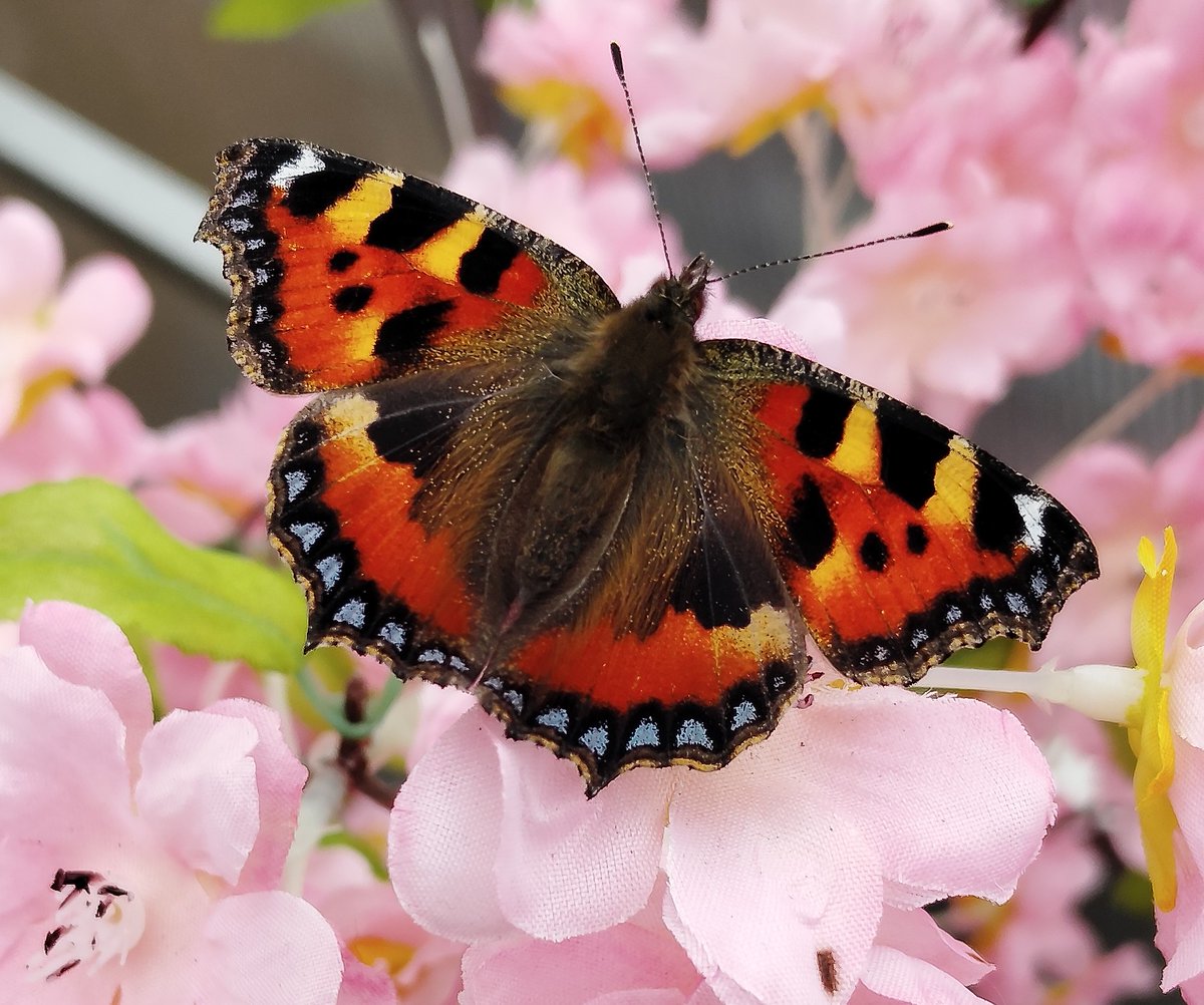 Steven 🇮🇪 (@glossop1906) on Twitter photo 