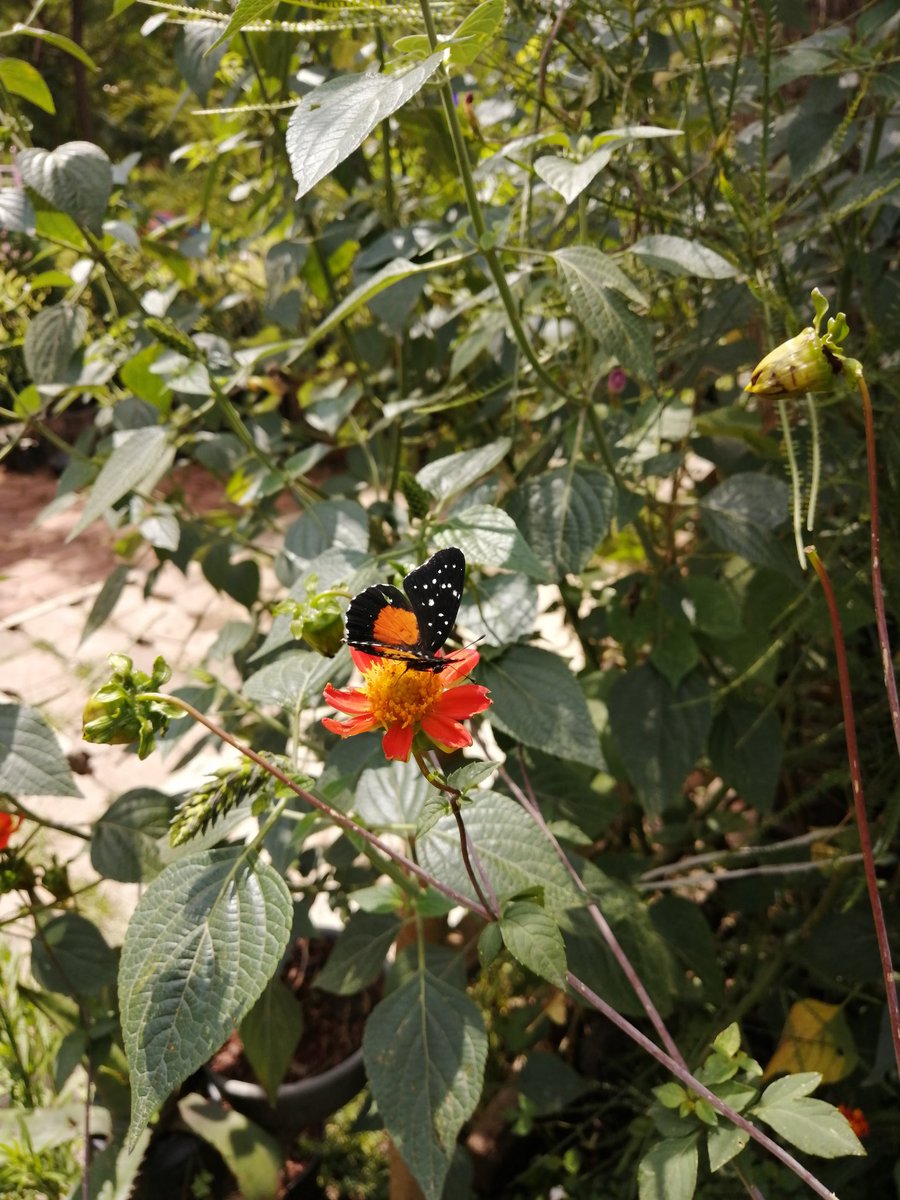 ¿Recuerdan el revuelo que causó el avistamiento de esta mariposa en zonas urbanas el año pasado?
Pues Chlosyne janais volvió al jardín del Tezozómoc, y fue porque aquí dejamos "malezas" como Bidens y Dalias silvestres.
Cada año será más frecuente el avistamiento de estas especies