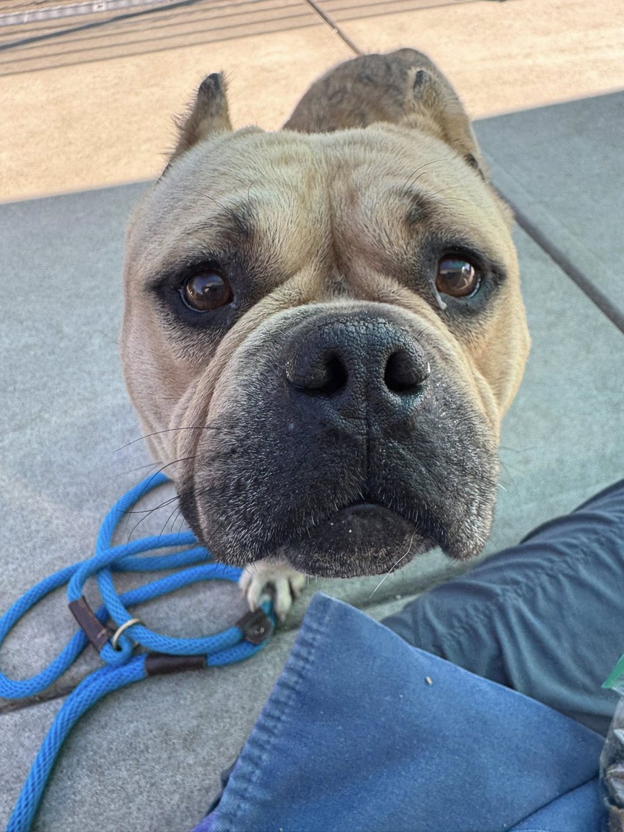 💛 Meet Betty Lou (A898986) 💛
6yo American Bully, 42 lbs of pure sweetness &amp; one of our shelter faves! Gentle, leash-easy, loves kiddie pools &amp; lounging with her people. A true cuddle bug looking for her forever home 🐾
💻 BradshawShelter.net