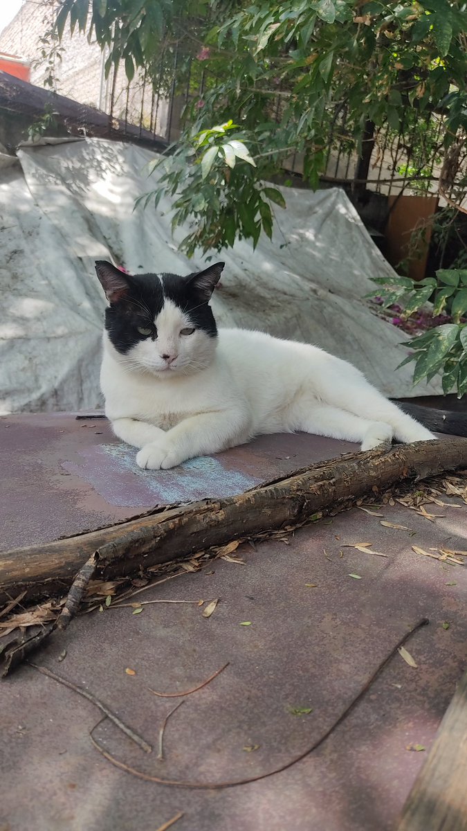Eva (@mujersina) on Twitter photo Este gatito ya está esterilizado, tiene aprox 2 años y es súper cariñoso pero no convive con más gatos, tiene que ser gato único, es majestuoso, grandote, hermoso, nunca lo habían acariciado y cuando lo cazamos y supo lo que son ahora ama las caricias #adoptable <a href="/gatitosasalvo/">🐾🐾Gatitos a salvo🐾🐾</a> Este gatito ya está esterilizado, tiene aprox 2 años y es súper cariñoso pero no convive con más gatos, tiene que ser gato único, es majestuoso, grandote, hermoso, nunca lo habían acariciado y cuando lo cazamos y supo lo que son ahora ama las caricias #adoptable <a href="/gatitosasalvo/">🐾🐾Gatitos a salvo🐾🐾</a>
