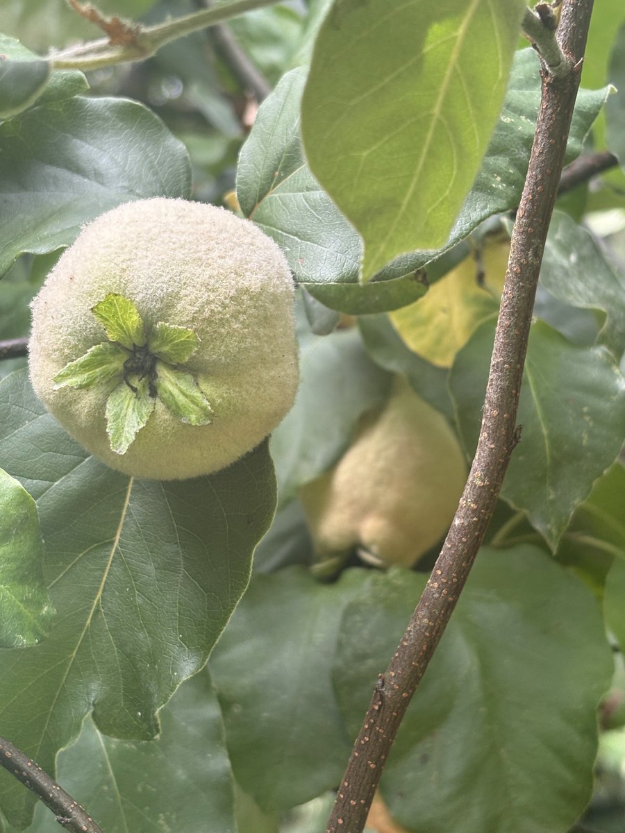 papaver's tweet photo. New on the blog: Tree Following August 2025 - there is an abundance of quinces #gardenblog #blog #gardening #treefollowing #questforaquince #gardeningtwitter #gardeningX
#taplink https://t.co/xHlP00GCdI https://t.co/yWLOQBEXD8