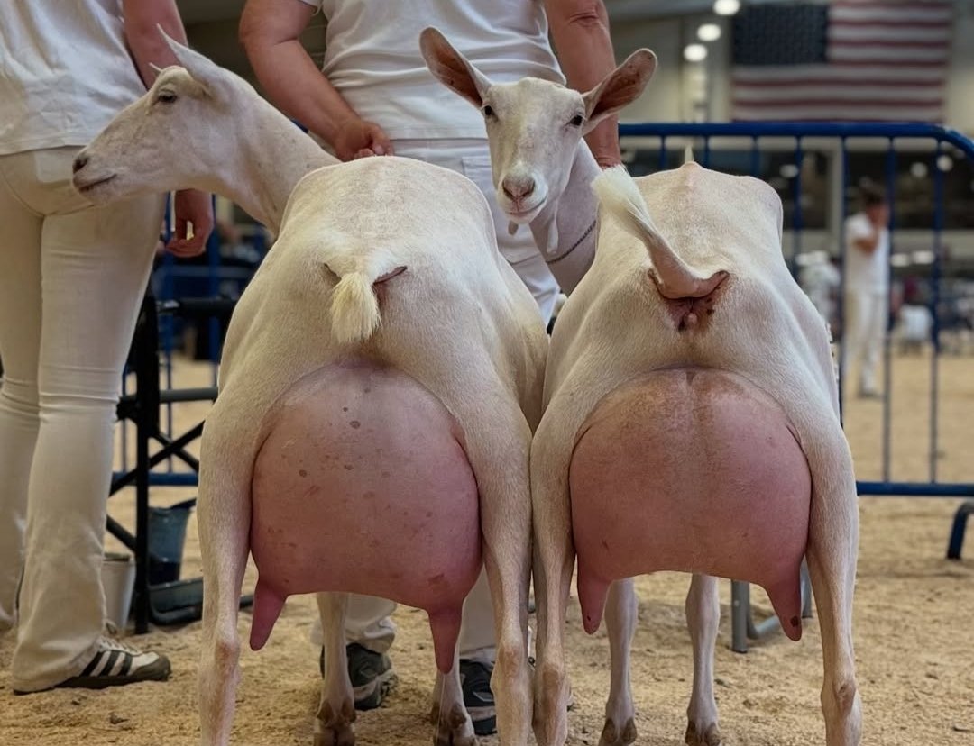 Bellas por demás...