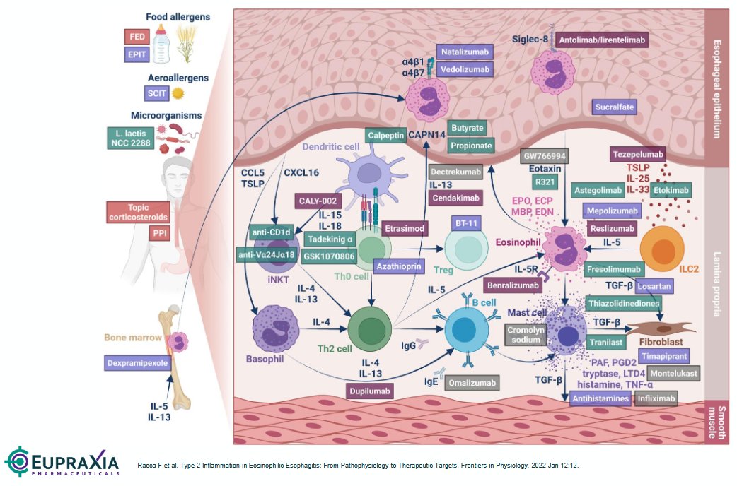 $CLDX's #EoE Ph-2 failure highlights the complexity of EoE, with multiple inflammatory pathways challenging systemic biologics, as seen in repeated mAb trial setbacks. 

$EPRX's localized Precision Delivery Platform with EP-104GI offers a promising, durable solution. #Biotech