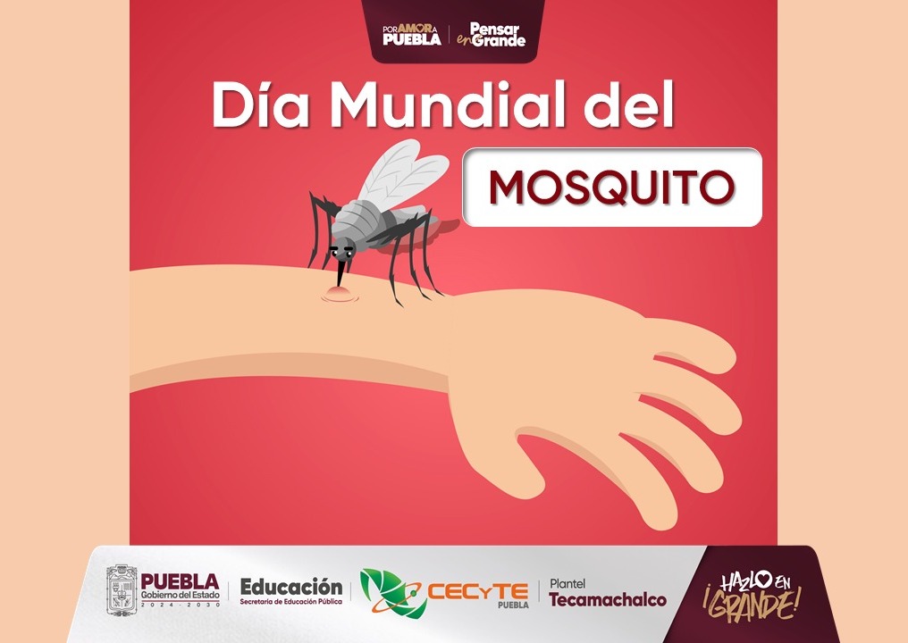 🦟 Día Mundial del Mosquito
700 millones de personas contraen dengue, zika y chikungunya cada año.
Tu defensa: 
✅ Elimina agua estancada ✅ Usa repelente
✅ Mantén limpio tu hogar ✅ Reporta casos sospechosos
#PorAmorAPuebla #PensarEnGrande #CECyTEPuebla #HazloEnGrande