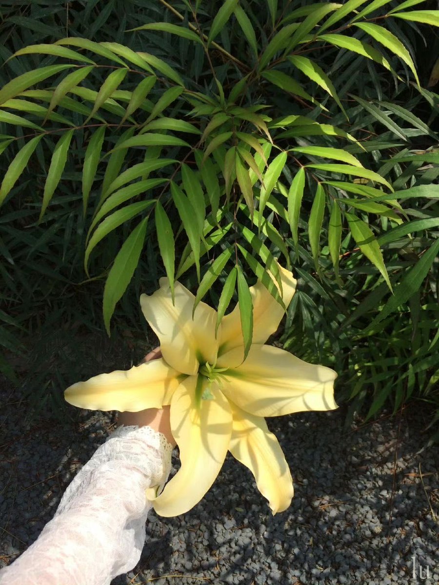 Lily ✮⋆˙ tweet media