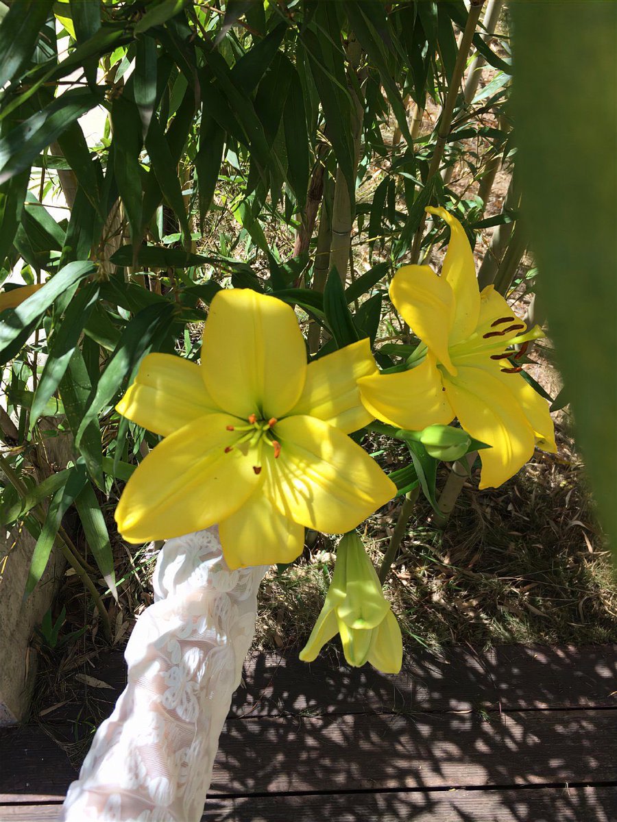 Lily ✮⋆˙ tweet media