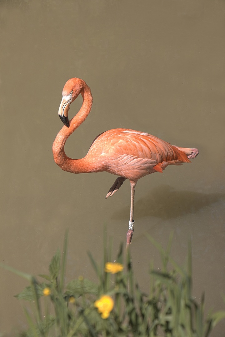 Lifestyles50's tweet photo. People our age who slide their feet into sandals or flip-flops often have aching feet. Why do we walk through life aware of how our toes look and how our feet feel? Here's advice from our pink feathered friends.
https://t.co/qfZqEGs5y7
#inspiration #adviceforaging #inthemoment https://t.co/oTISRP4mED