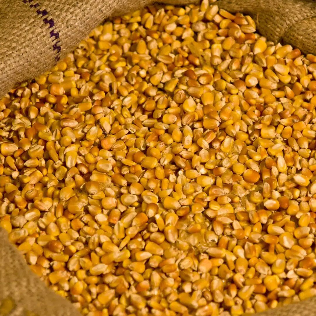 PulseUsa's tweet photo. BULK Standard Feed Corn - In stock NOW!
Get yours before it's gone🌽 #AgTwitter https://t.co/YyM0IZWQgp