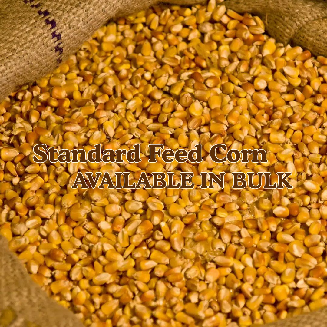 PulseUsa's tweet photo. BULK Standard Feed Corn - In stock NOW!
Get yours before it's gone🌽 #AgTwitter https://t.co/YyM0IZWQgp