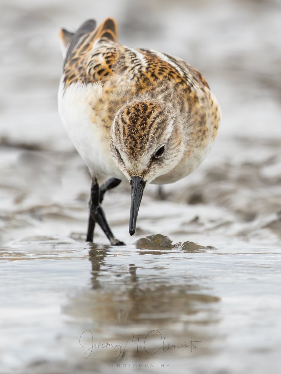Little Stint around Pennington Marsh, the lack of water in the lagoons helps achieve closer views. <a href="/LymKeyRanger/">Lymington-Keyhaven Nature Reserve</a> <a href="/BirdGuides/">BirdGuides</a> <a href="/CanonUKandIE/">Canon UK and Ireland</a> #waderwednesday #NatureBeauty
