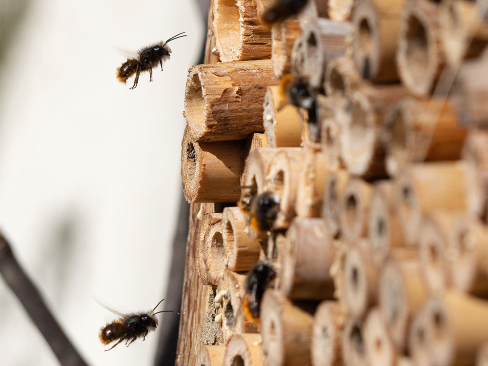 Pitchcare's tweet photo. #PitchcareMagazine: It’s a bug’s life - How bug hotels can benefit your course.

Find out more here 👇 
https://t.co/Rch3J2JMSj

#Pitchcare #bugs #bughotel #golfcourses #wildlife #wild https://t.co/D6vIoxF4p5