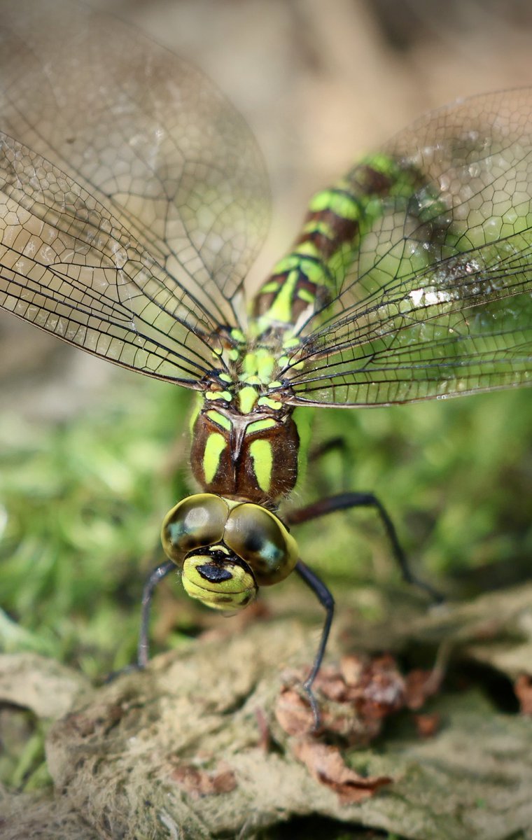 Bit of a break from Ukraine coverage. Here’s a magnificent Southern Hawker dragonfly on a London pond: