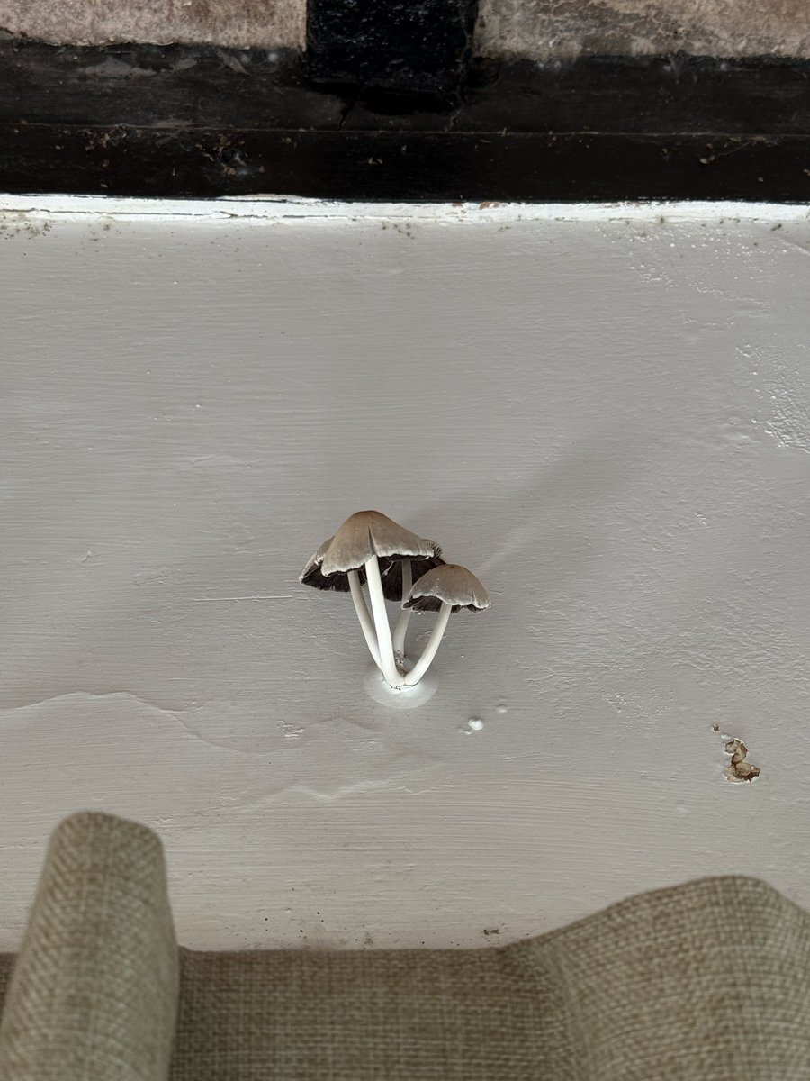 Discurso Vacío tweet media