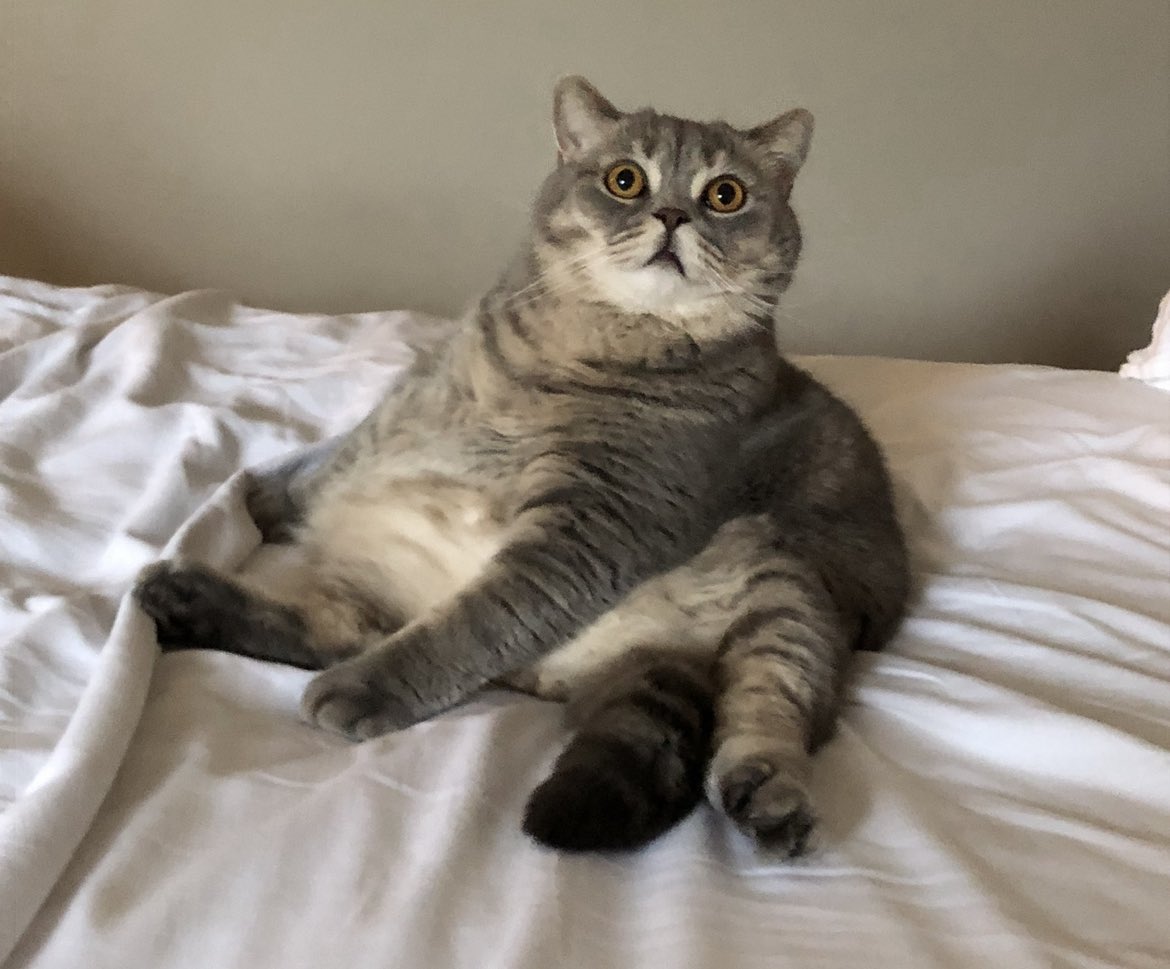 __atreides's tweet photo. @thurfian love your cats!!! Here’s mine https://t.co/AgZ1CBvvfF