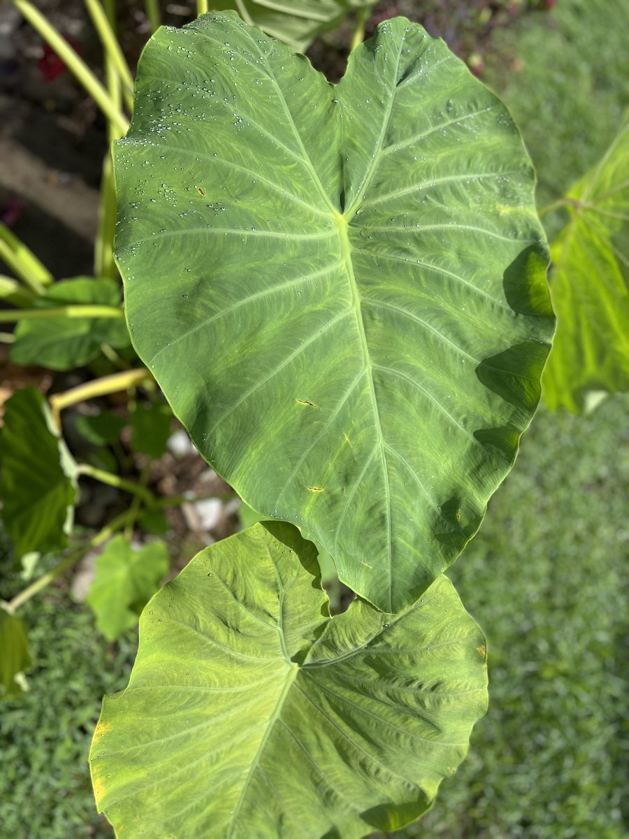 CjWesthoff's tweet image. A little #elephantear appreciation before winds from #Erin destroy them tomorrow 😔 #eastcoastlife #eastcoaster #midatlantic #virginiabeach