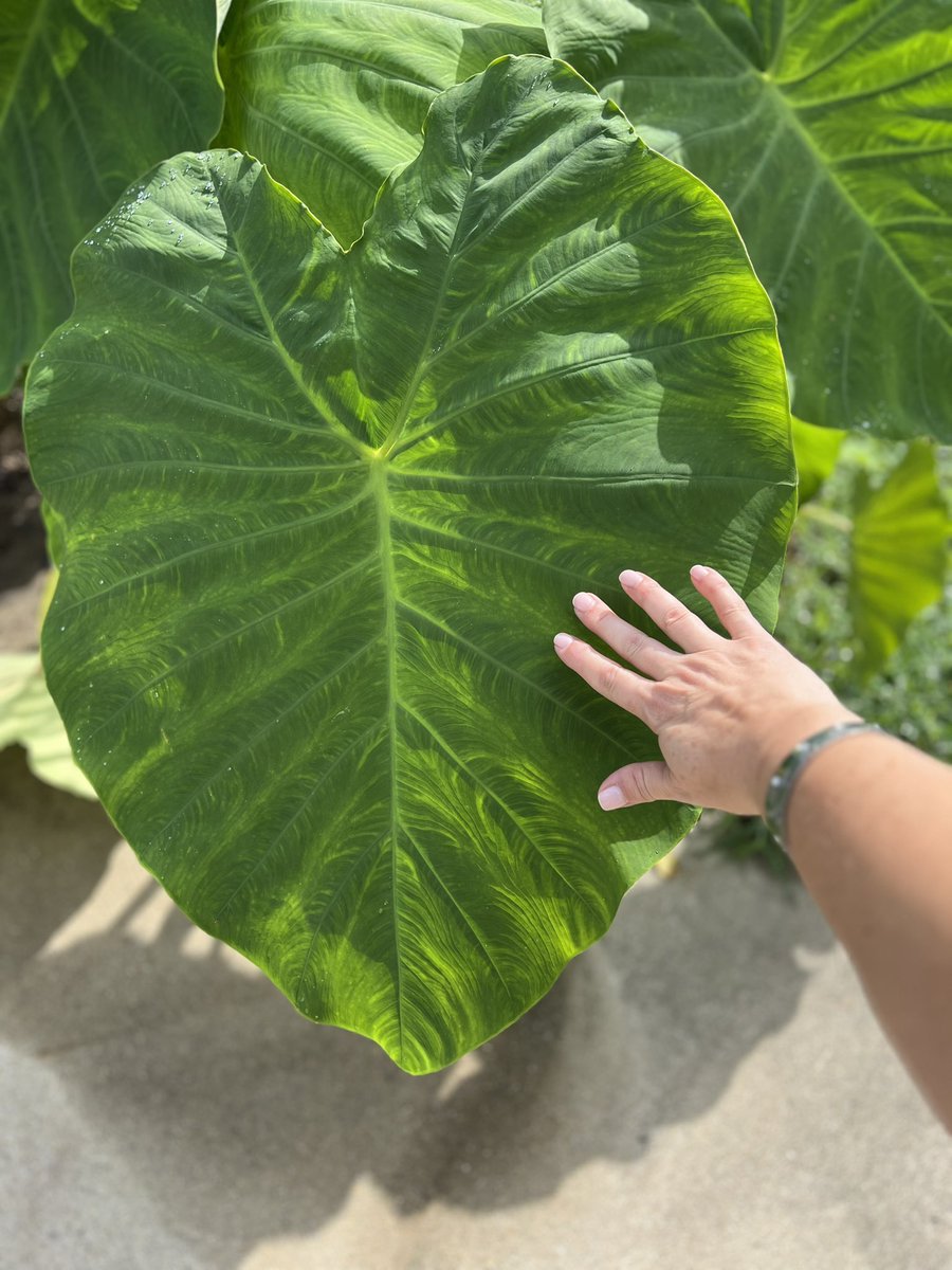 CjWesthoff's tweet image. A little #elephantear appreciation before winds from #Erin destroy them tomorrow 😔 #eastcoastlife #eastcoaster #midatlantic #virginiabeach
