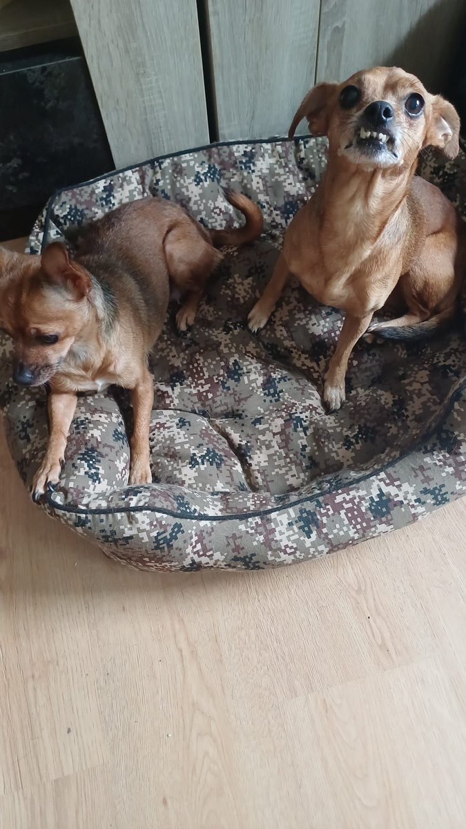 SosAbuelos1's tweet photo. #Canarias
Les presentamos a las gemelas; #KIRA & #SAKY, de 8 años. 
Por motivos familiares necesitan un nuevo hogar, pero tiene que se conjunto, porque están muy unidas.

Se tienen que poner al día en vacunas, si nos puedes ayudar siendo casa de acogida....

Están en Las Palmas
Contacto 650 85 06 37