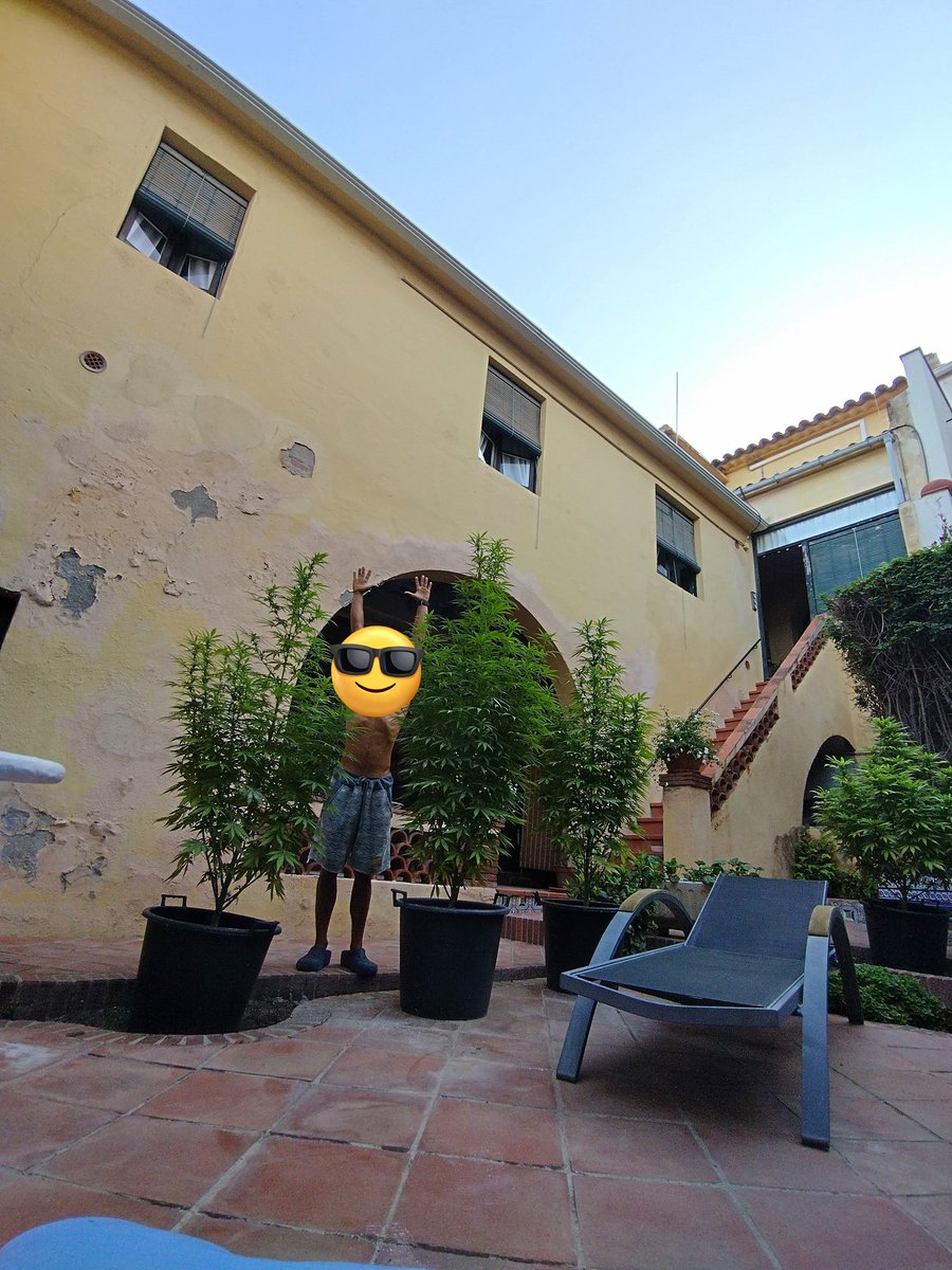 Check out the size of my plants! 😁🤙 #cannabisculture #growyourown #420community