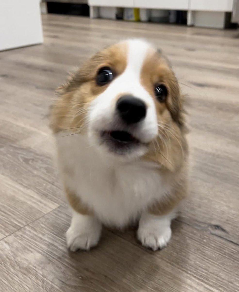 dog_rates's tweet photo. This is Rollie. She has tiny teeth, big ears, and very strong opinions. 13/10 (IG: rollie.dacorgi) https://t.co/ktP9BVEXDw