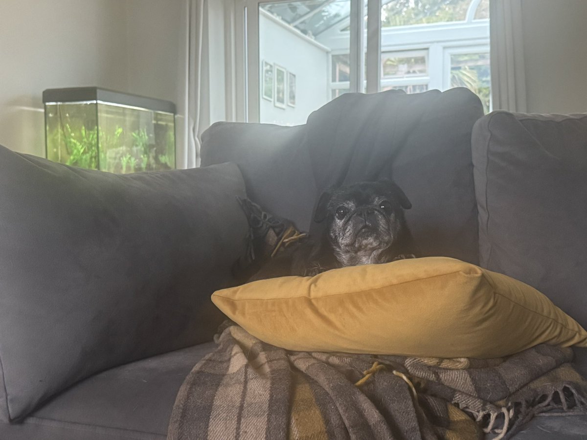 PugPugpolly's tweet photo. Just resting after a busy day of sleeping. This is my favourite cushion now. The humans cannot have it back. #cosy #puglife https://t.co/TmZc6Jy3X1