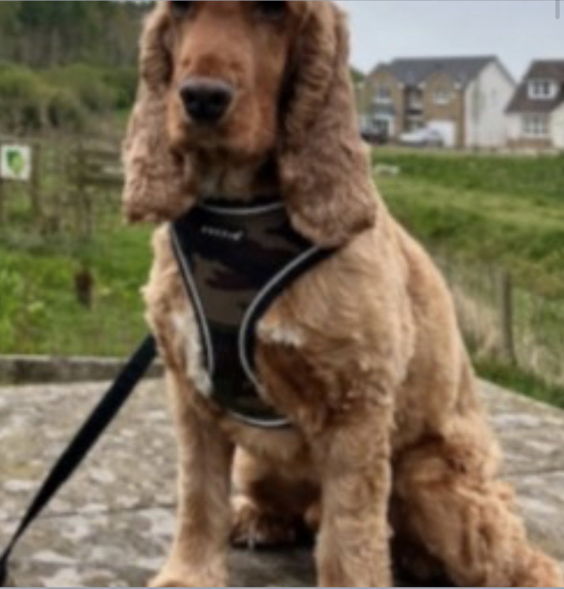 spaniel alert (@rosiedoc2) on Twitter photo #SpanielHour
DUG / DOUG his mum posts weekly, she misses her boy so much. It’s heartbreaking 💔
Male/adult Golden #Cocker half a tail
CHIPPED
5/5/23 #Carmunock #GLASGOW
PLS - DO YOU KNOW WHERE HE IS?
doglost.co.uk/dog/184262
<a href="/MissingPetsGB/">Missing Pets GB</a> <a href="/Eloquencealways/">Rosemary</a> <a href="/WaterhousePat/">Pat waterhouse</a> #SpanielHour
DUG / DOUG his mum posts weekly, she misses her boy so much. It’s heartbreaking 💔
Male/adult Golden #Cocker half a tail
CHIPPED
5/5/23 #Carmunock #GLASGOW
PLS - DO YOU KNOW WHERE HE IS?
doglost.co.uk/dog/184262
<a href="/MissingPetsGB/">Missing Pets GB</a> <a href="/Eloquencealways/">Rosemary</a> <a href="/WaterhousePat/">Pat waterhouse</a>