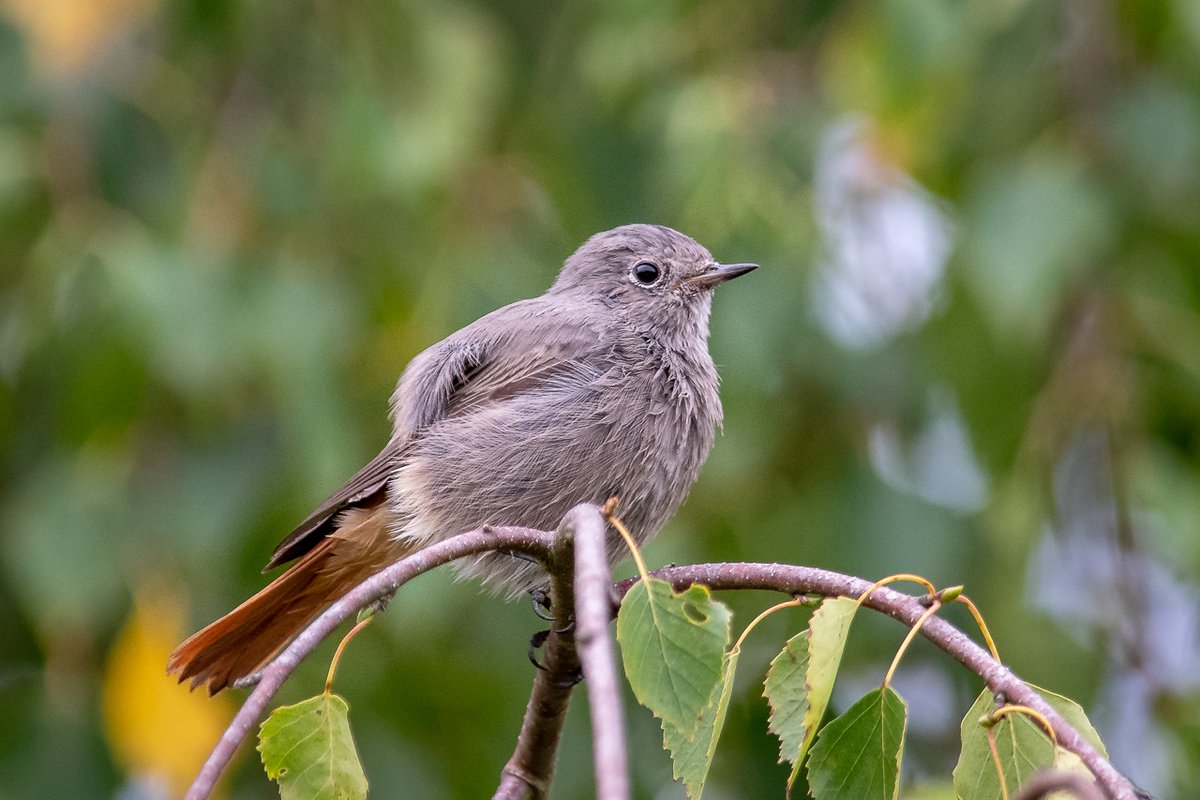 Black Redstart