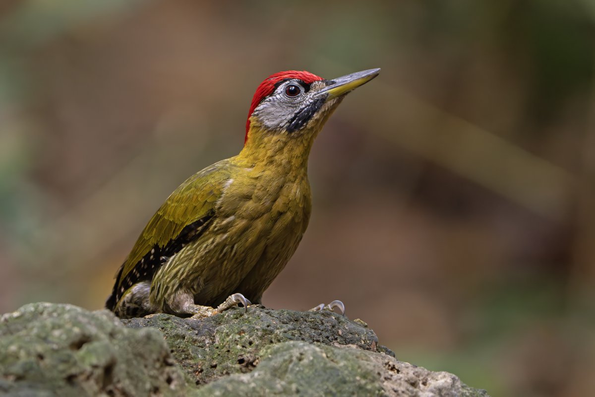grallariatours's tweet photo. Si es visita el sud del Vietnam, amb uns dies a Cat Tien per les espècies de terra baixa i uns altres a Da Lat per les més muntanyenques podem arribar a observar una bona part de les espècies d’aquesta part del país. https://t.co/yw2EAh0Vpc