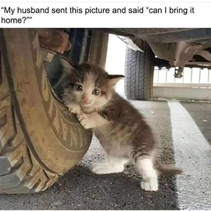 Posts Of Cats tweet media