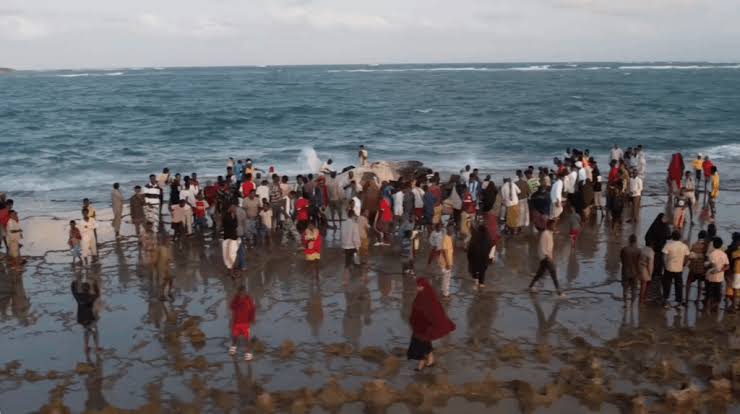 speciessaviour's tweet photo. A dead whale washed ashore on Kiboora Beach in Kismayo, Somalia. Discovered on the 16th, August 2025, it attracted a large crowd of residents. The cause of the whale's stranding and death is still unclear, &amp; the SSI expresses its regret over the incident. #stranding #ssi #somalia https://t.co/Kjo1953hoY