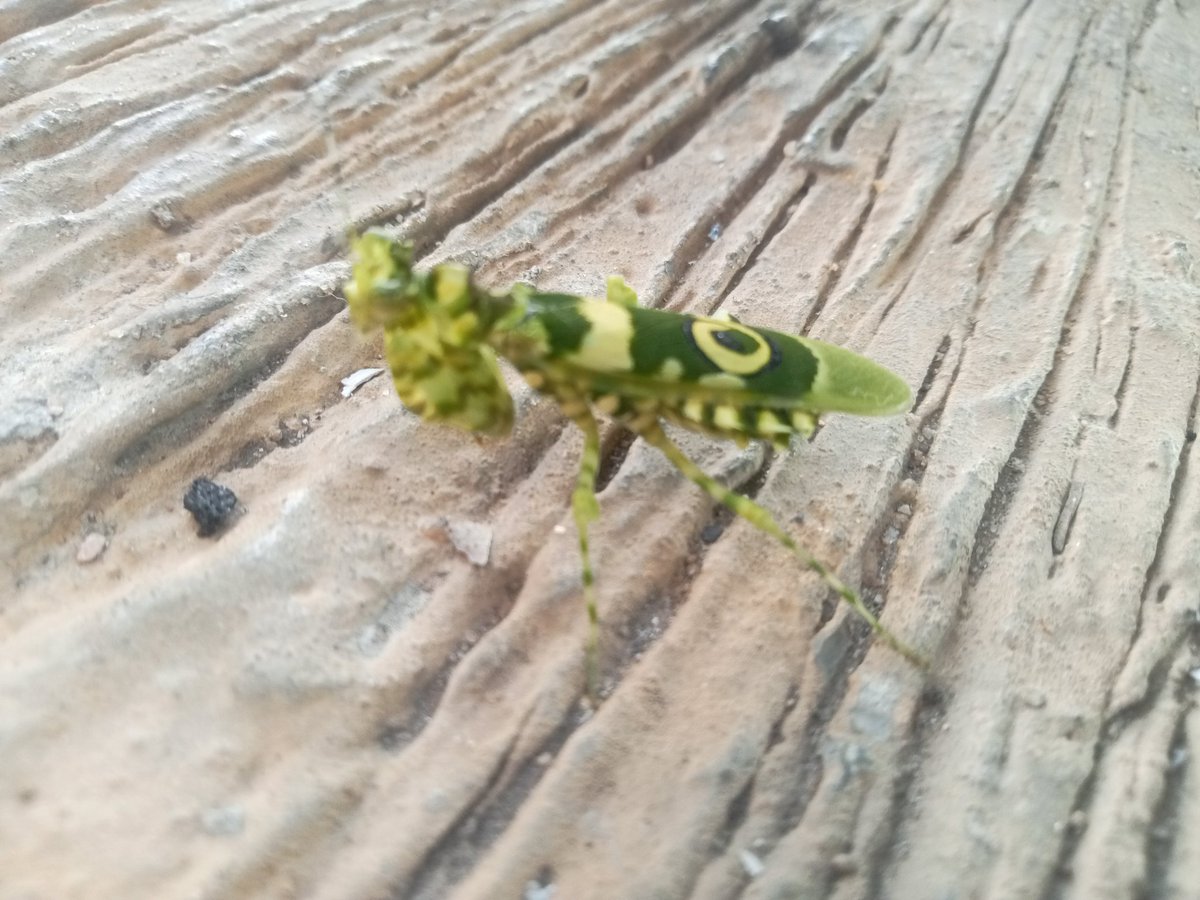 AkinsolaAwake's tweet photo. This I found in my compound this morning @arojinle1 please help us with details of this living organism 
@grok can you identify the insect in this picture and video https://t.co/PFQxeqZD0U