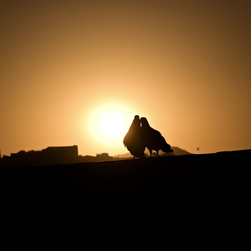 Çok canım sıkılıyor ve kuşlara kıyamam..