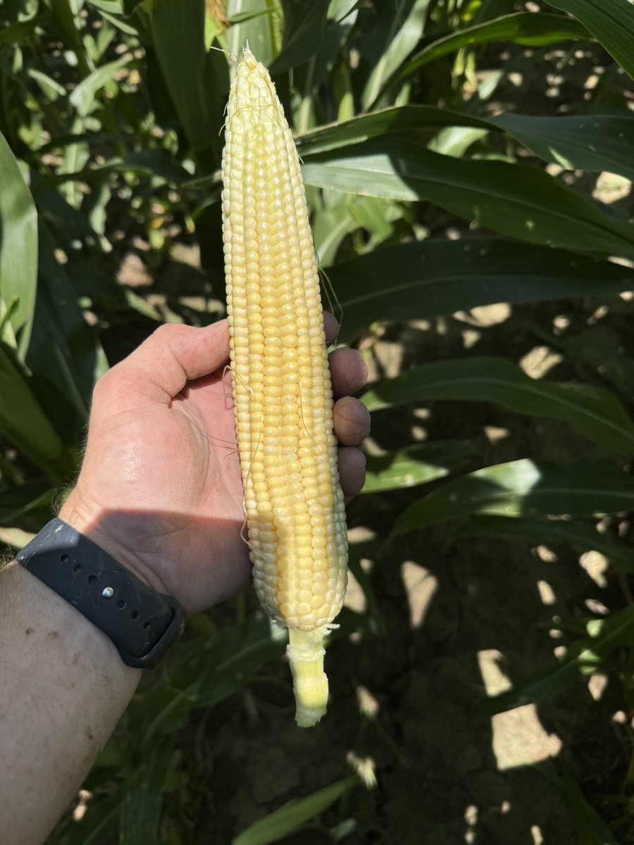 There were no pollination issues with 13777 in Texas