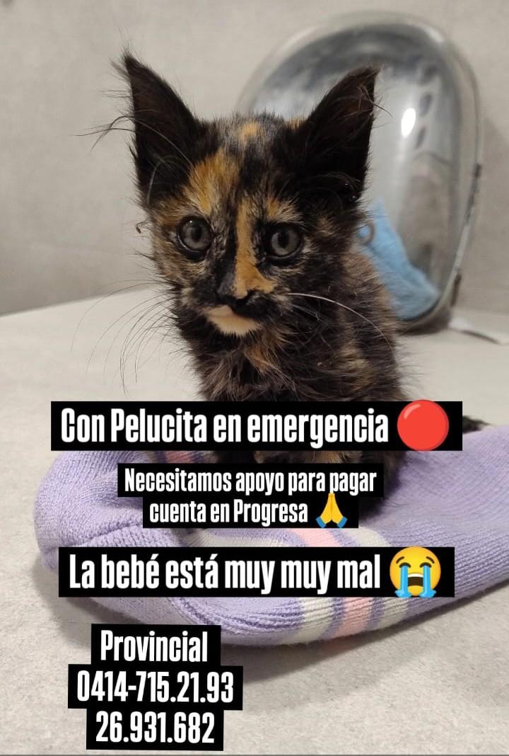 Toda ayuda cuenta, muchas gracias 🫂😊🙏🏻🐱