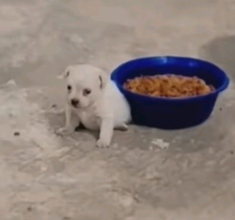 estudar é uma das coisas mais difíceis de se fazer pra mim